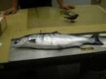 Captured fish